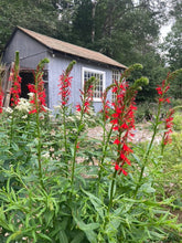Load image into Gallery viewer, Cardinal Flower (Lobelia cardinalis)