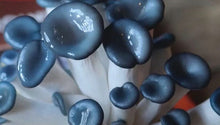 Load image into Gallery viewer, Blue Oyster Mushroom Growing Kit