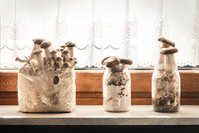 Load image into Gallery viewer, King Oyster Mushroom Growing Kit