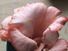 Load image into Gallery viewer, Pink Oyster Mushroom Growing Kit