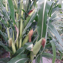 Load image into Gallery viewer, SLIME Corn! << Self-Fertilizing Nitrogen Fixing Trait >>