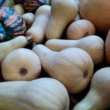 Load image into Gallery viewer, Butternut Squash Landrace