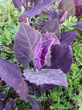 Load image into Gallery viewer, Purple Orach