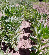 Load image into Gallery viewer, Fava Beans