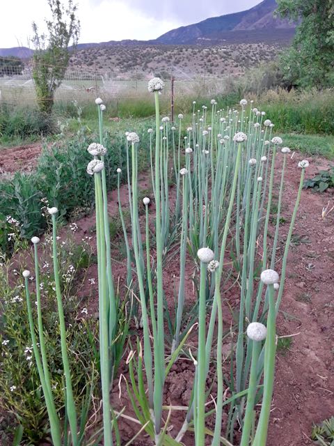 Lofty Onion Landrace – Mother Earth Living