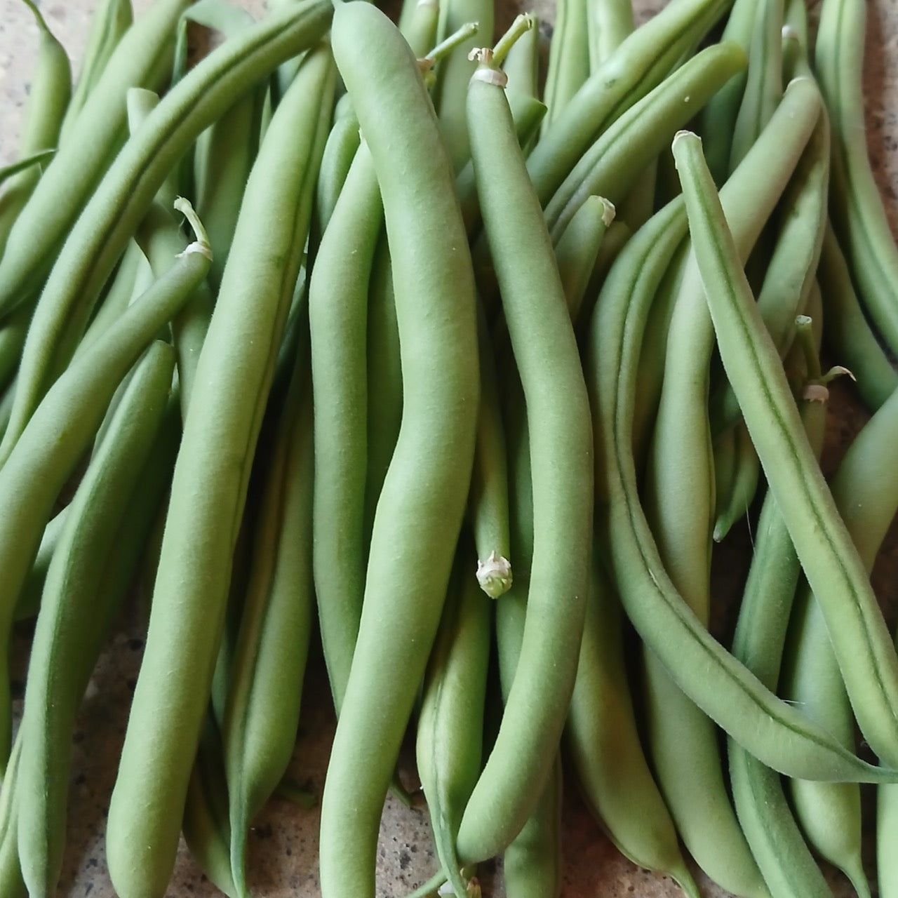 Provider Bean – Mother Earth Living