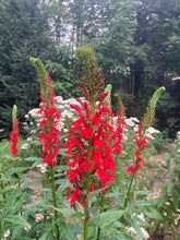 Load image into Gallery viewer, Cardinal Flower (Lobelia cardinalis)