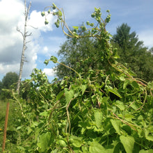 Load image into Gallery viewer, Codonopsis (Codonopsis pilosula)