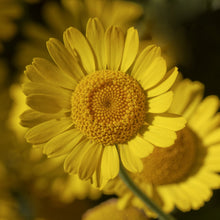Load image into Gallery viewer, Chamomile, Dyer's (Anthemis tinctora)