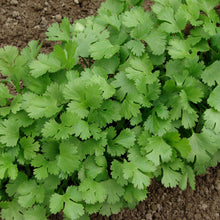 Load image into Gallery viewer, Cilantro, Slow Bolt (Coriandrum sativum)