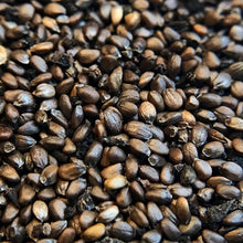 Load image into Gallery viewer, Bee Balm, Scarlet (Monarda didyma)