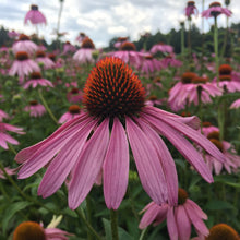 Load image into Gallery viewer, Echinacea purpurea (Echinacea purpurea)
