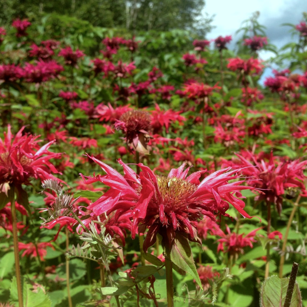 Bee Balm, Scarlet (Monarda didyma) – Mother Earth Living