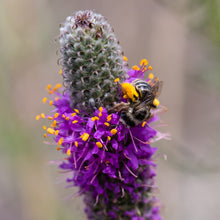 Load image into Gallery viewer, Clover, Purple Prairie (Dalea purpurea)