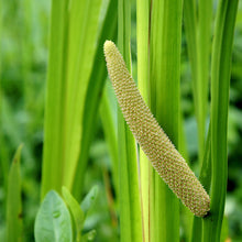 Load image into Gallery viewer, Calamus aka. Sweet Flag (Acorus americanus)