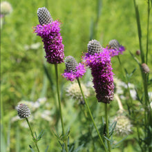 Load image into Gallery viewer, Clover, Purple Prairie (Dalea purpurea)