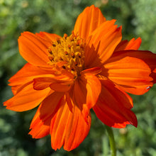 Load image into Gallery viewer, Tango Cosmos