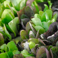 Load image into Gallery viewer, Gourmet Salad Lettuce Mix