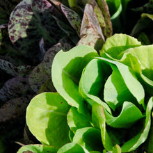 Load image into Gallery viewer, Gourmet Salad Lettuce Mix