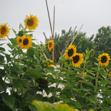 Load image into Gallery viewer, Kids Garden Collection