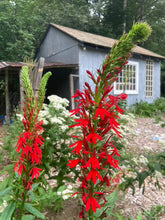 Load image into Gallery viewer, Cardinal Flower (Lobelia cardinalis)