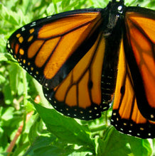 Load image into Gallery viewer, Common Milkweed