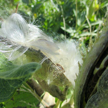 Load image into Gallery viewer, Common Milkweed