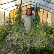 Load image into Gallery viewer, Ethiopian Kale