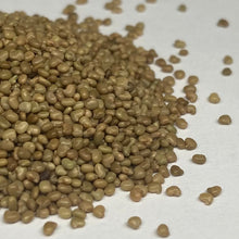 Load image into Gallery viewer, Clover, Purple Prairie (Dalea purpurea)