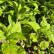 Load image into Gallery viewer, Japanese Indigo