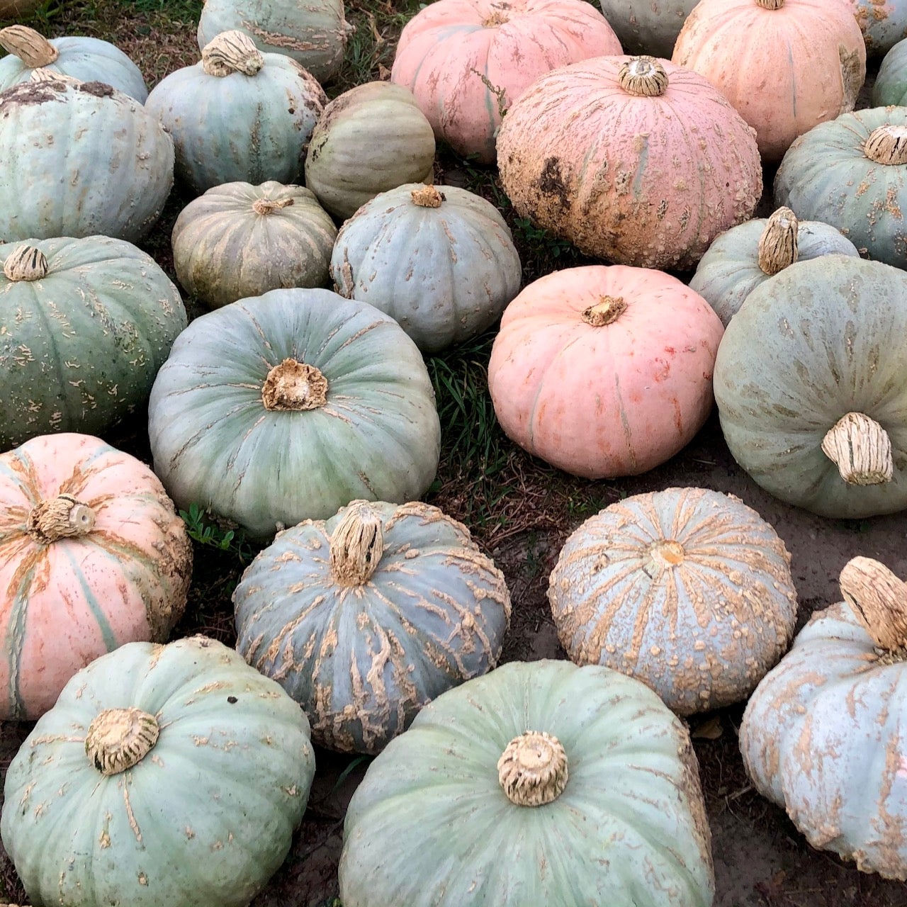Pueblo Hubbard Squash – Mother Earth Living