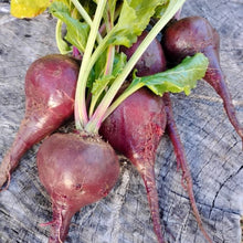 Load image into Gallery viewer, German Lutz Beets (Winterkeeper Beets)