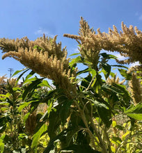 Load image into Gallery viewer, Huatl Amaranth