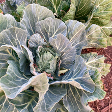 Load image into Gallery viewer, Champion Collards