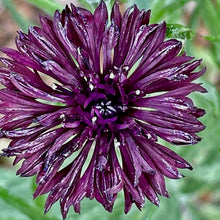 Load image into Gallery viewer, Purple Bachelor's Button