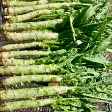 Load image into Gallery viewer, Summer 38 Celtuce (Chinese Stem Lettuce)