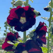 Load image into Gallery viewer, Jet Black Hollyhock