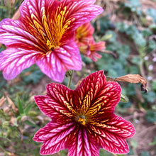 Load image into Gallery viewer, Painted Tongue (Salpiglossis)