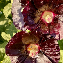Load image into Gallery viewer, Jet Black Hollyhock