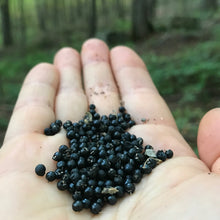 Load image into Gallery viewer, Ramp aka. Wild Leeks (Allium tricoccum)