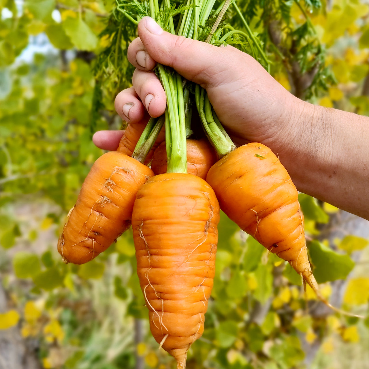 Kinko 6" Chantenay Carrot – Mother Earth Living