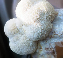 Load image into Gallery viewer, Lions Mane Mushroom Culture - 10mL
