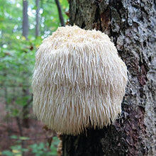 Load image into Gallery viewer, Lions Mane Mushroom Culture - 10mL