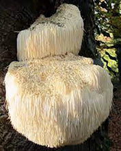 Load image into Gallery viewer, Lions Mane Mushroom Culture - 10mL