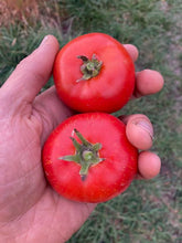 Load image into Gallery viewer, Moscow Tomato