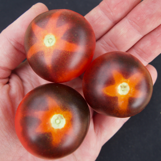 Goluboy Les (Blue Forest) Tomato – Mother Earth Living