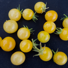 Load image into Gallery viewer, Coyote Tomato