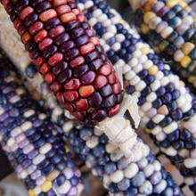 Load image into Gallery viewer, Rainbow Corn Landrace