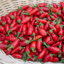 Load image into Gallery viewer, Early Jalapeño Peppers