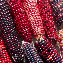 Load image into Gallery viewer, Red Rainbow Corn Landrace
